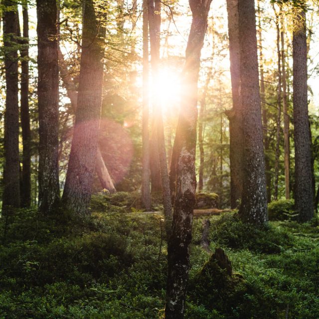 aja_GAP_egr_2021_Wald_Eibsee_01